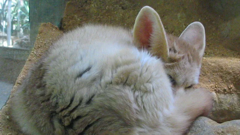 Fennec Fox in natural habitat