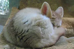Fennec Fox in natural habitat