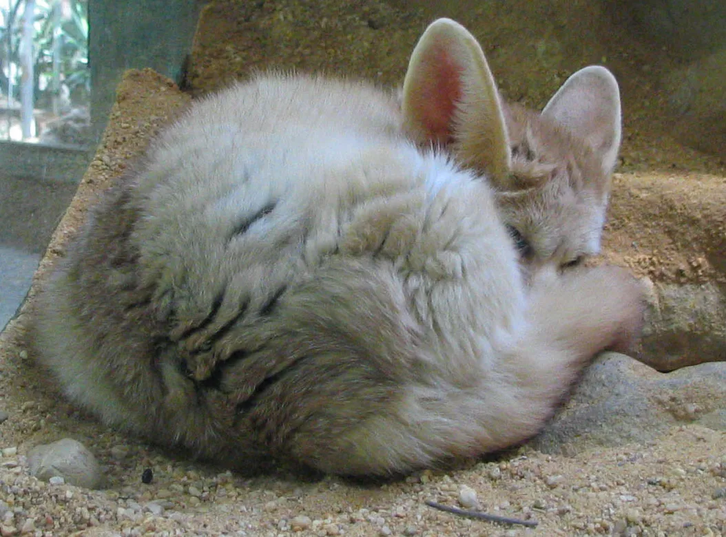 Fennec Fox in natural habitat