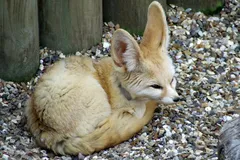 Fennec Fox in natural habitat