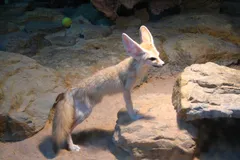 Fennec Fox in natural habitat