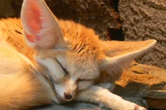 Fennec Fox in natural habitat