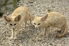 Fennec Fox in natural habitat