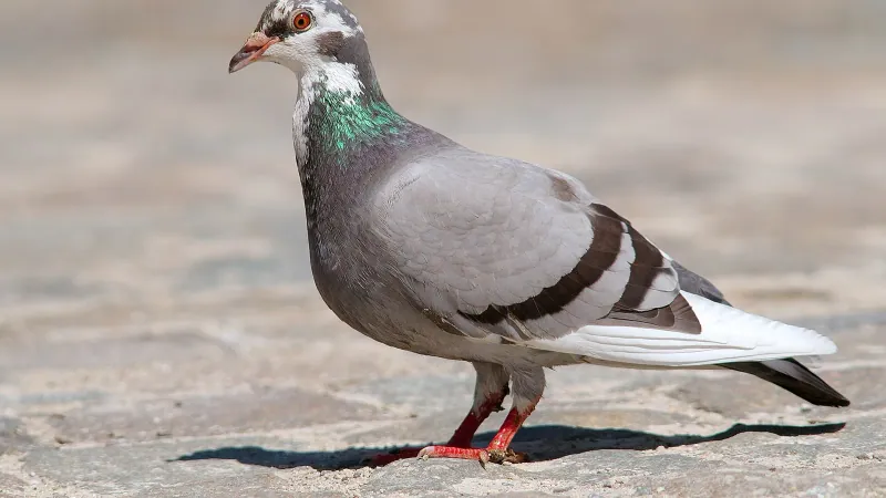 Feral Pigeon perched displaying iridescent emerald and purple neck hackles