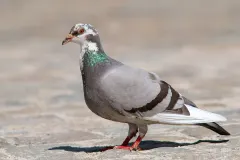 Feral Pigeon perched displaying iridescent emerald and purple neck hackles