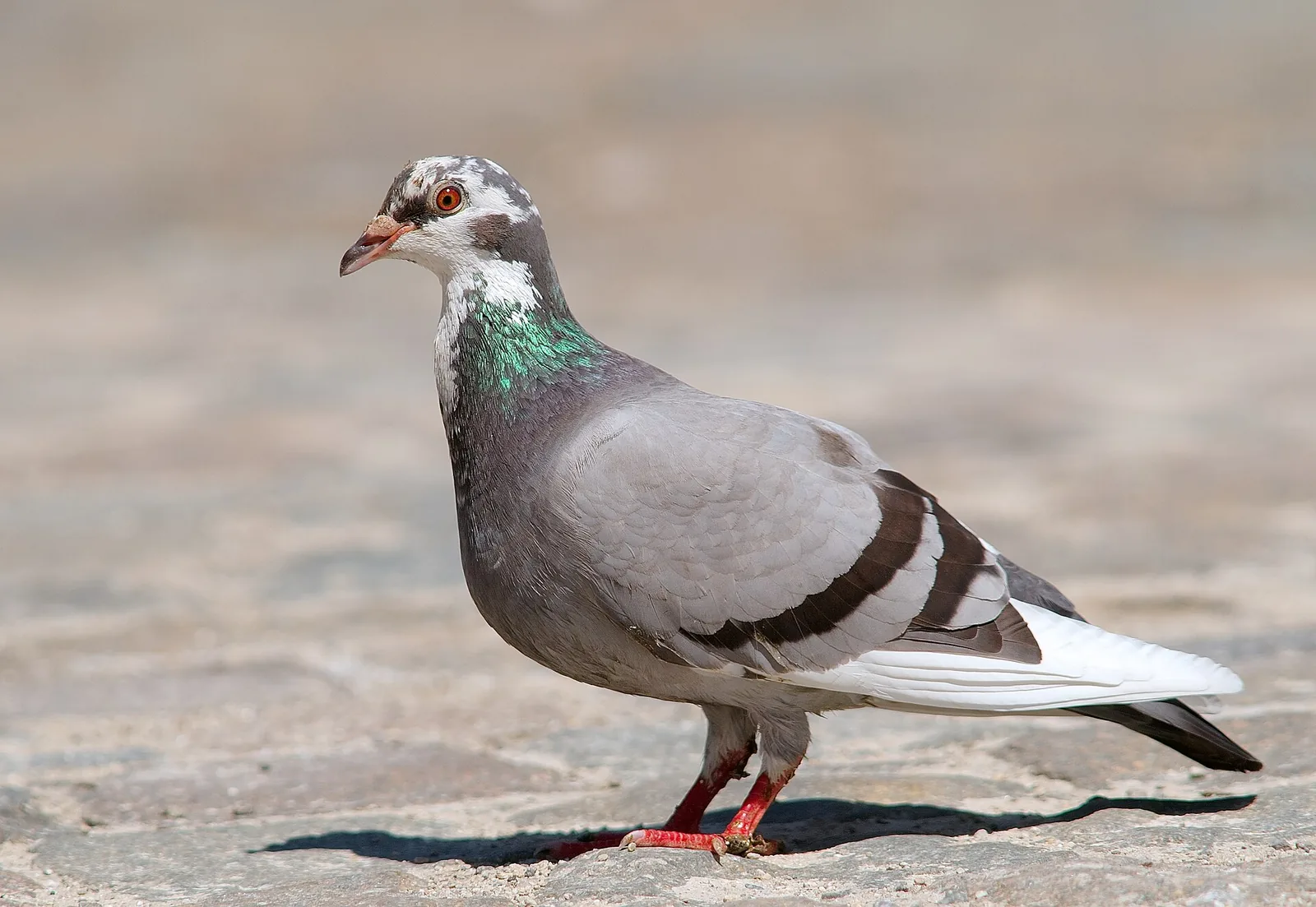 Feral Pigeon perched displaying iridescent emerald and purple neck hackles