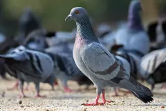 Feral Pigeon standing on stone pavement showing grey bar plumage