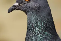 Close profile of pigeon head showing cere and red ringed eye