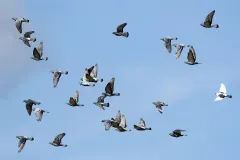Flock of rock doves banking in aerodynamic flight