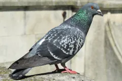 Feral Pigeon on rooftop edge in urban habitat