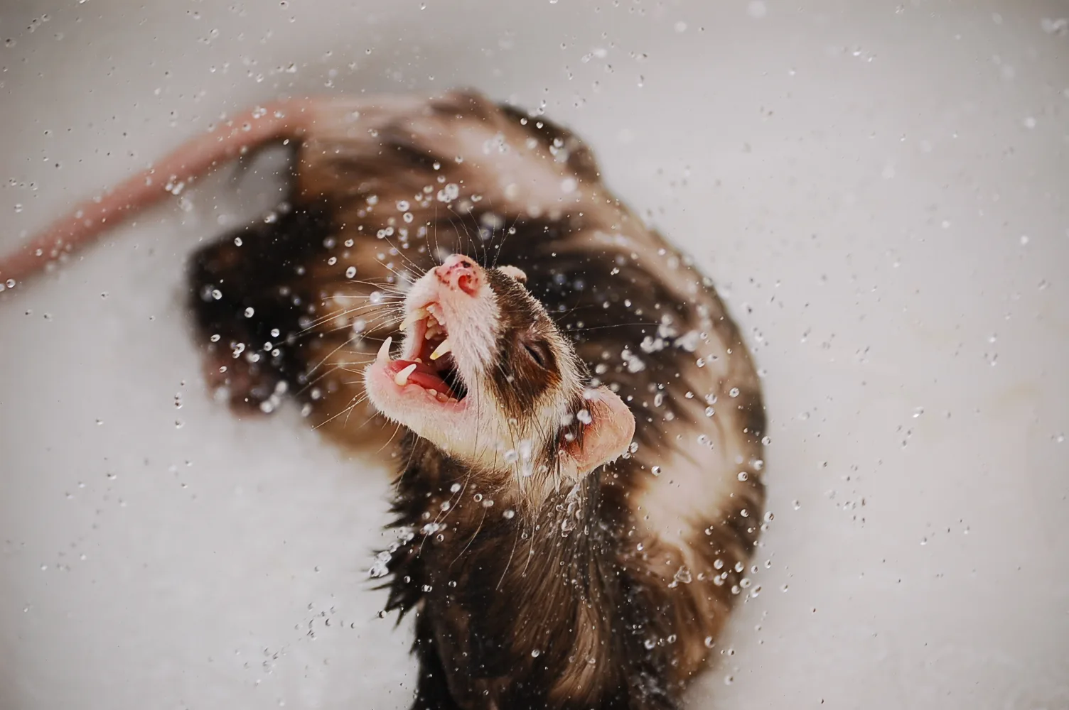 Ferret
