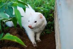 White ferret standing among green leaves in a garden