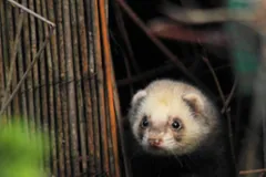 Dark-masked ferret peering out from a shaded garden doorway
