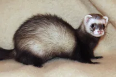 Sable ferret with a dark mask standing in profile on a beige floor
