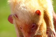 Albino ferret with pink eyes standing in short grass