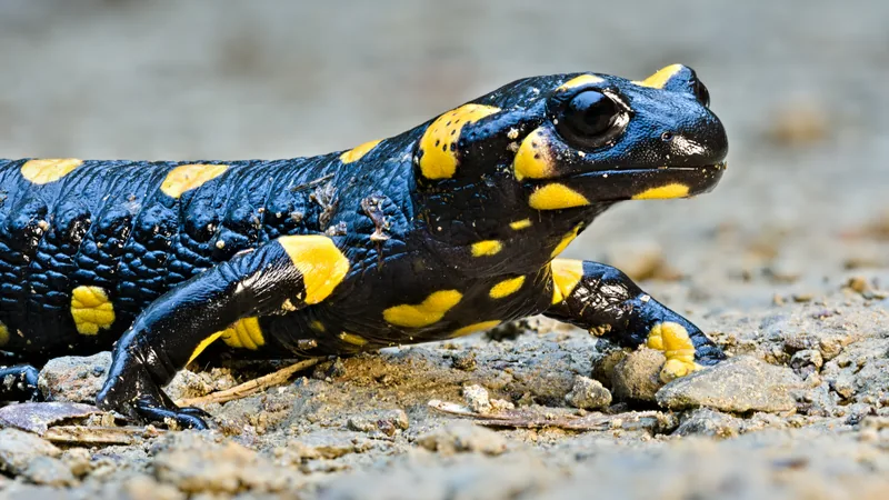 Glossy black fire salamander with bold yellow spots walking over pale gravel