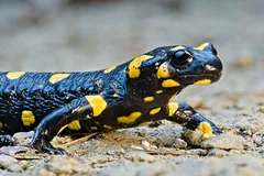 Fire Salamander