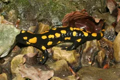 Fire salamander with rows of yellow spots crawling over leaf litter and stones