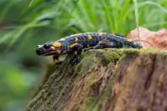 Fire salamander crossing a mossy tree stump above green grass