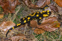 Fire salamander stretched out across brown fallen leaves on the forest floor