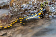 Fire salamander with broken yellow stripes resting on a wet rock beside a stream