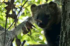 Fisher clinging to a tree trunk among budding branches