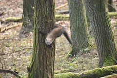 Fisher climbing head-first down the trunk of a tree in open woodland