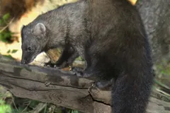 Fisher with a long bushy tail stepping along a fallen log