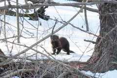 Small dark fisher standing in snowy woods among bare branches
