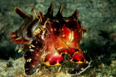 Flamboyant Cuttlefish in natural habitat