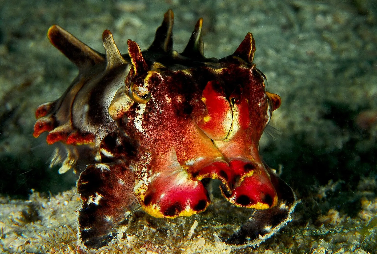 Flamboyant Cuttlefish in natural habitat