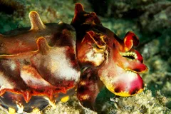 Flamboyant Cuttlefish in natural habitat