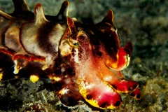 Flamboyant Cuttlefish in natural habitat