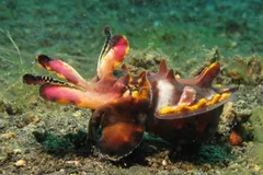Flamboyant Cuttlefish in natural habitat