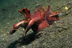 Flamboyant Cuttlefish in natural habitat