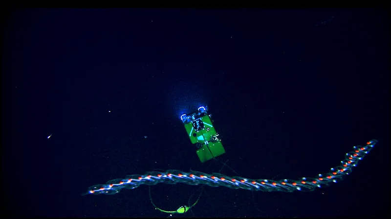 Flying Spaghetti Monster (Bathyphysa conifera) photographed in wild deep-sea bathypelagic zone