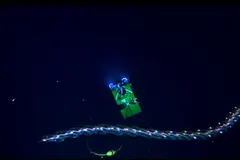 Flying Spaghetti Monster (Bathyphysa conifera) photographed in wild deep-sea bathypelagic zone