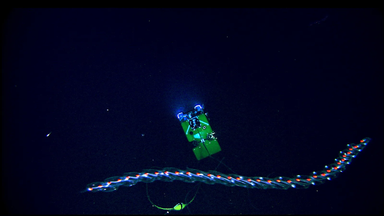 Flying Spaghetti Monster (Bathyphysa conifera) photographed in wild deep-sea bathypelagic zone