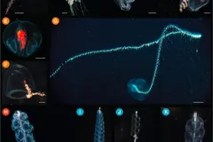 Flying Spaghetti Monster (Bathyphysa conifera) photographed in wild deep-sea bathypelagic zone