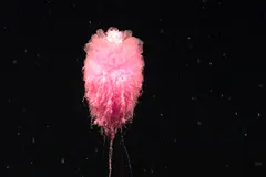 Flying Spaghetti Monster (Bathyphysa conifera) photographed in wild deep-sea bathypelagic zone