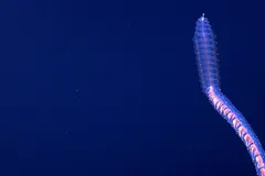 Flying Spaghetti Monster (Bathyphysa conifera) photographed in wild deep-sea bathypelagic zone