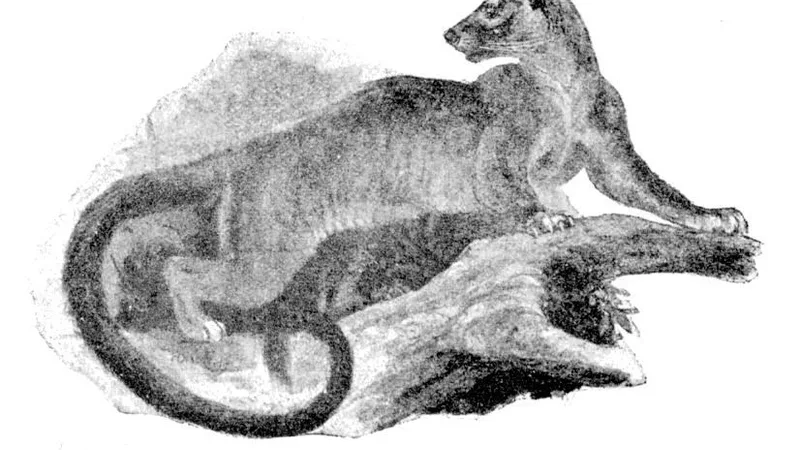 Fossa in natural habitat