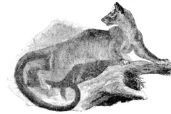 Fossa in natural habitat