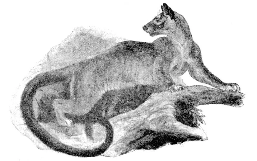Fossa in natural habitat