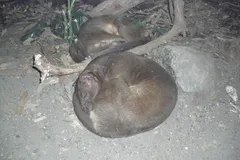 Fossa in natural habitat