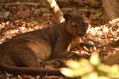 Fossa in natural habitat