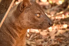 Fossa in natural habitat