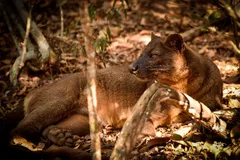 Fossa in natural habitat