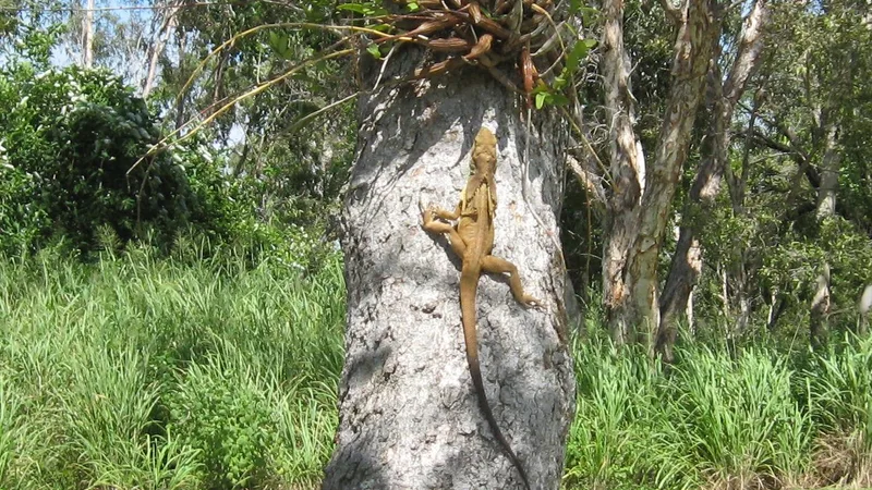 frilled lizard in natural habitat