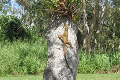 frilled lizard in natural habitat